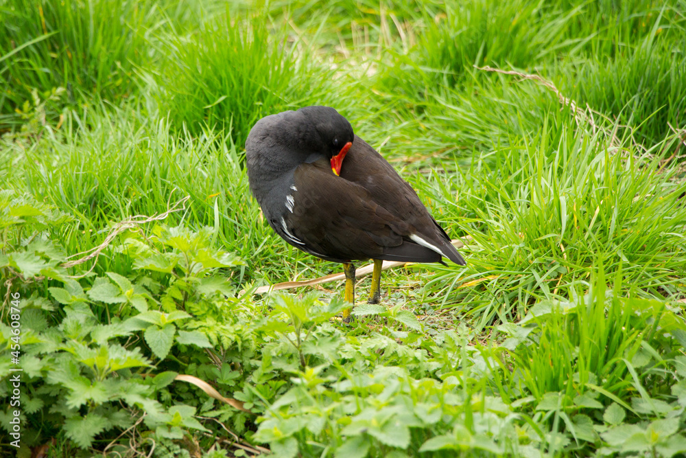 Fototapeta premium Moorhen preening her plumage