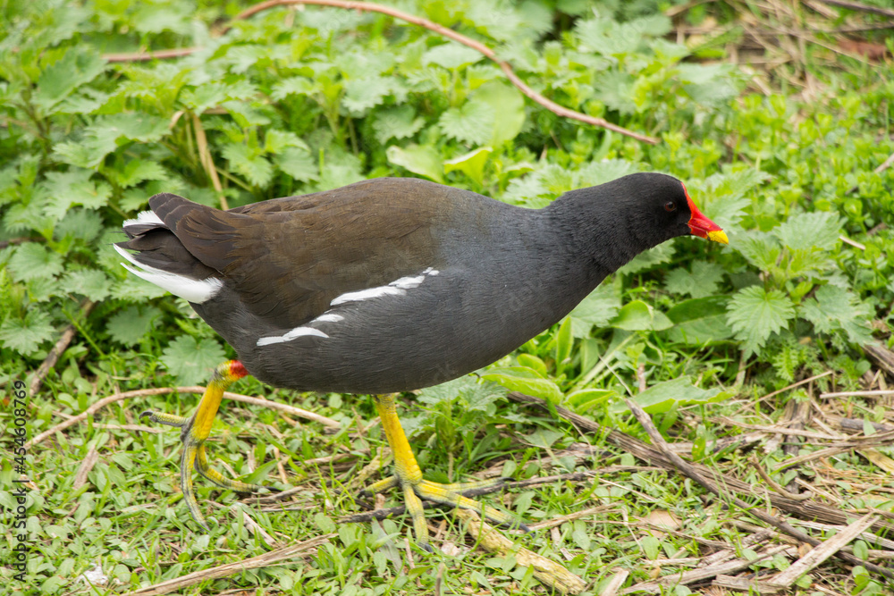 Moorhen looking for food in the grass Moorhen looking for food in the grass