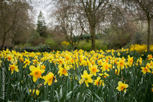 A sea of flowers from daffodils in a London park