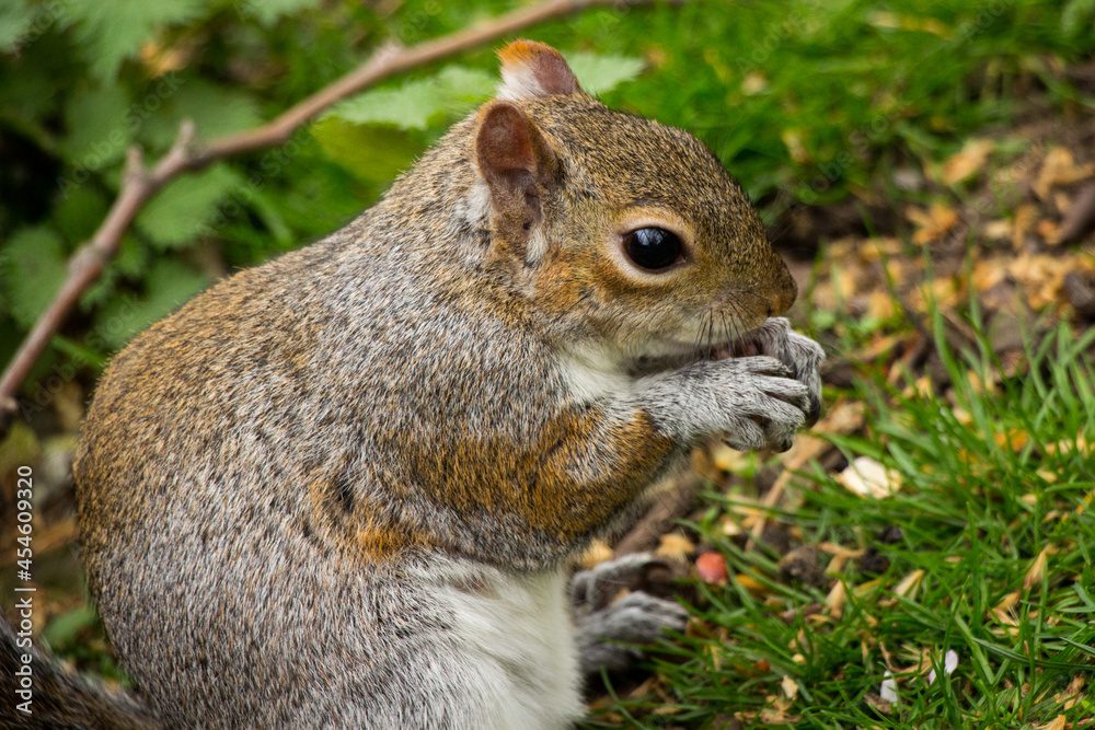 Closeup of a cute wild squirrel eats nut