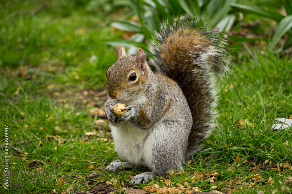 Closeup of a cute wild squirrel eats nut Closeup of a cute wild squirrel eats nut