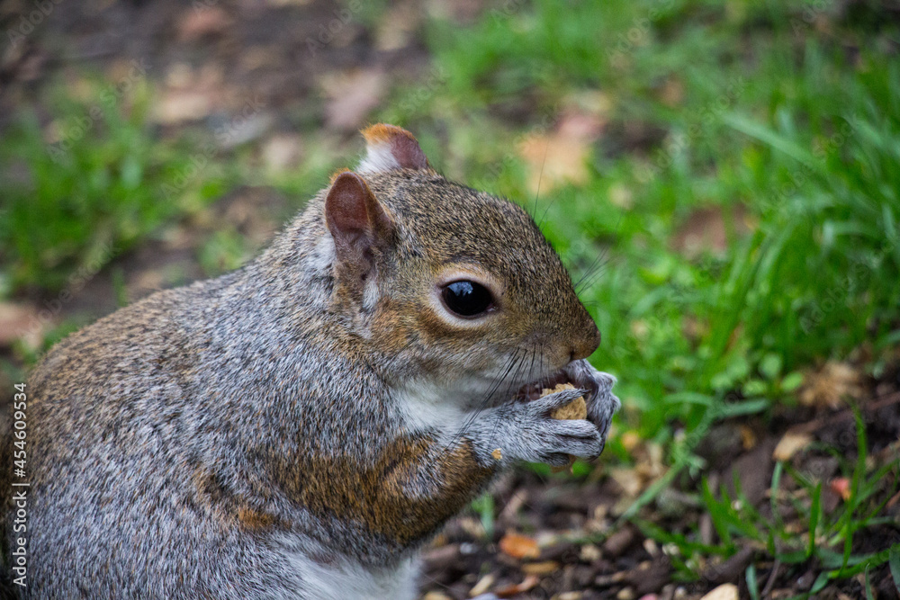 Closeup of a cute wild squirrel eats nut Closeup of a cute wild squirrel eats nut