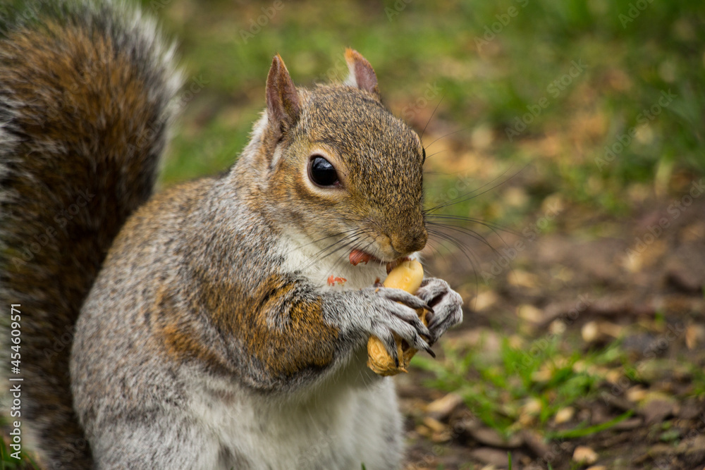 Closeup of a cute wild squirrel eats nut Closeup of a cute wild squirrel eats nut