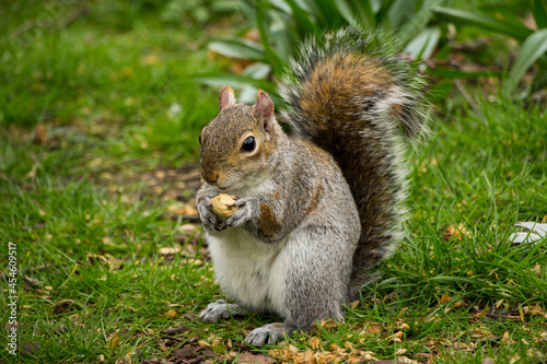 Closeup of a cute wild squirrel eats nut