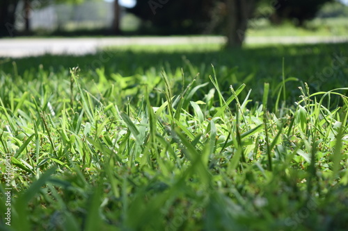 grass blade green lawn yard home photo