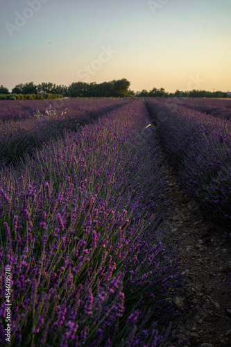 lavender field in region Provence