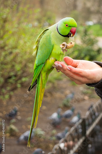 Rose-ringed parakeet eating a peanut sitting on a humans hand