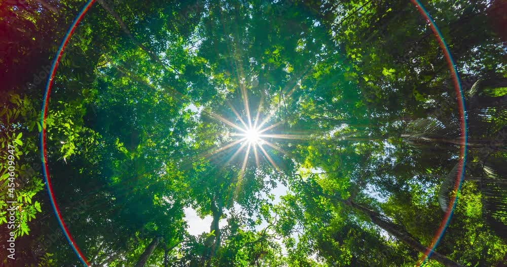Nature video Time-lapse trees bottom view. Green branch tree and sunlight on blue sky background. View of big trees against sky. Beach on the tropical island. Palm trees at sunlight.
