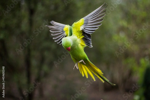 Rose-ringed parakeet mid-air snapshot - frontside looking down