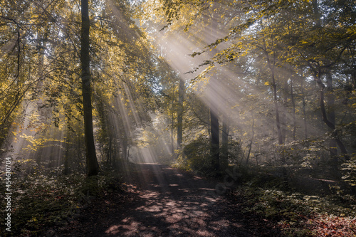Fototapeta Naklejka Na Ścianę i Meble -  Wald mit Nebel im Herbst