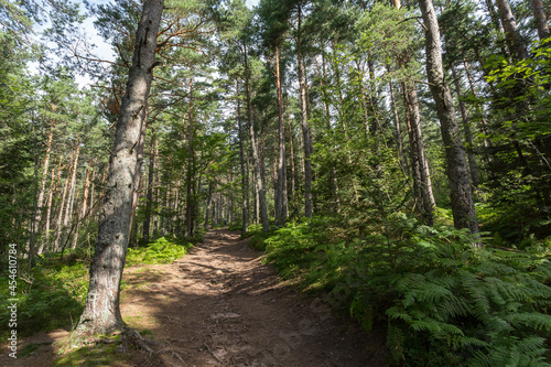 Chemin en forêt