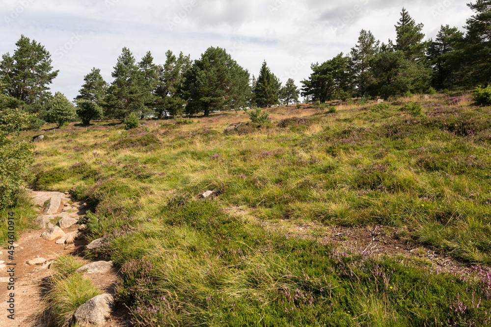 Sentier dans la bruyère