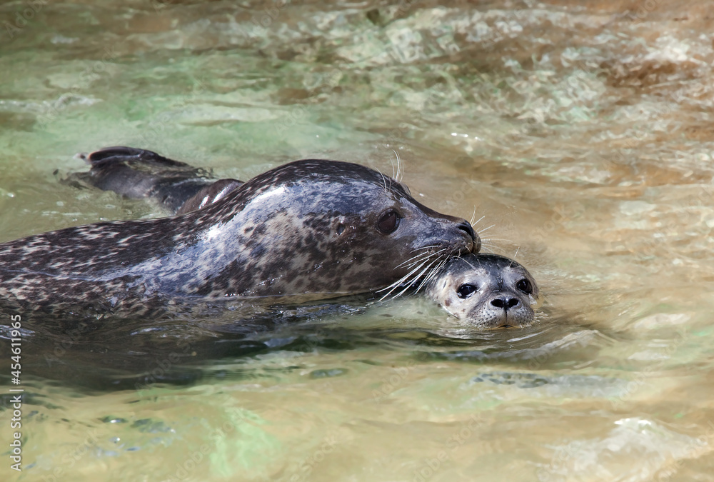 Obraz premium Swimming seals