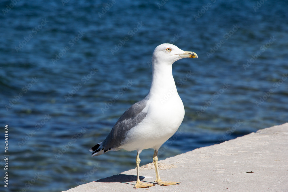 Möwe am Dock (Nahaufnahme) Möwe am Dock (Nahaufnahme)