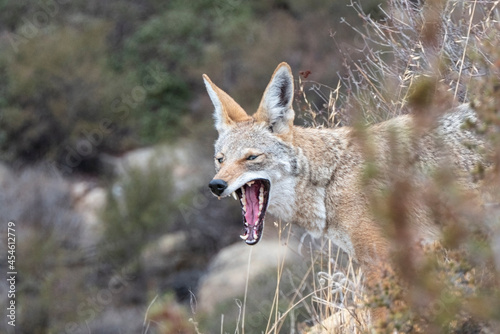 Yawning coyote early morning at Santa Susana Pass State Historic Park near Los Angeles and Simi Valley in Southern California.   photo