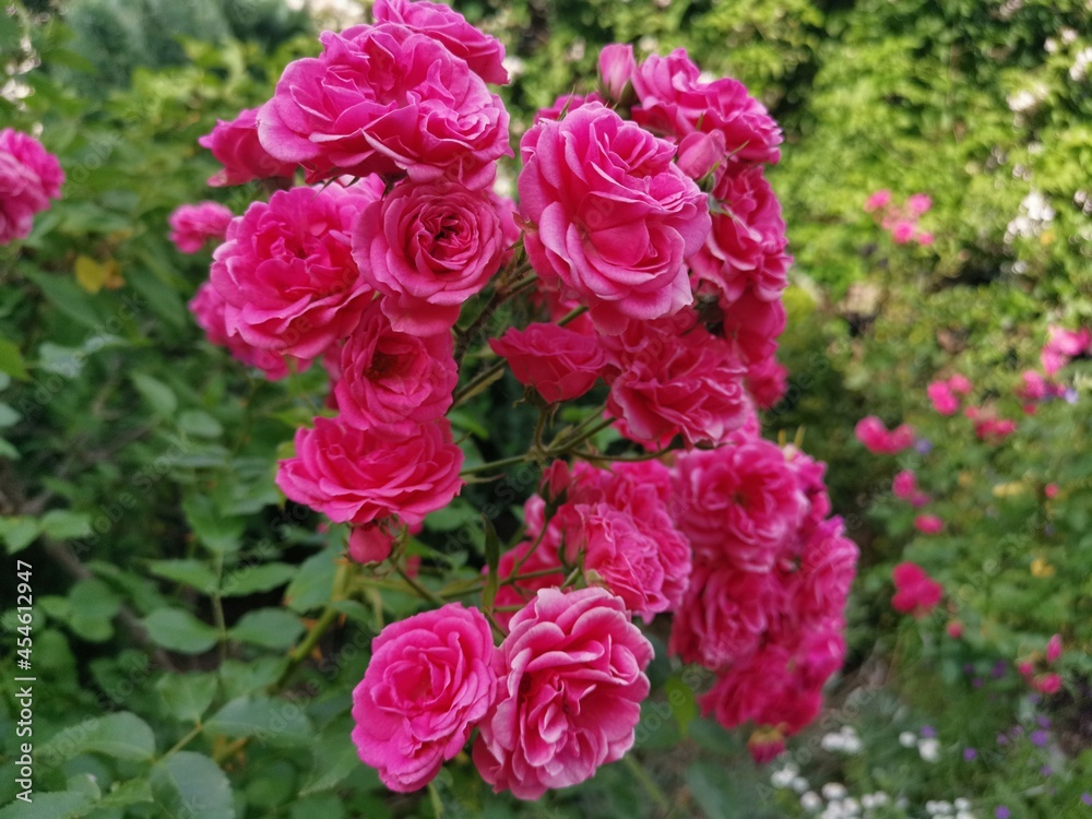 Pink flower with green surroundings Pink flower with green surroundings