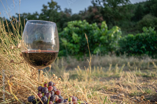 
Wine glass with a bunch of grapes in a vineyard photo