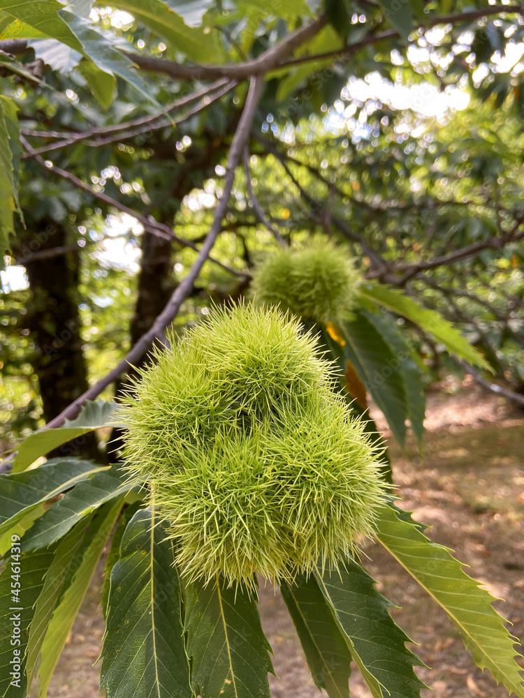 Châtaignes vertes sur un châtaignier dans les Cévennes Châtaignes vertes sur un châtaignier dans les Cévennes