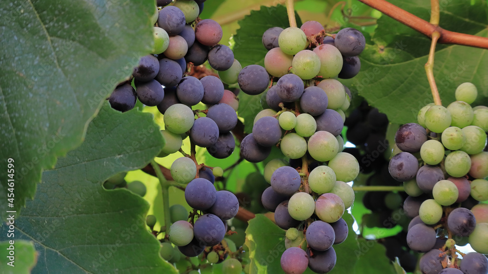 Grappolo di uva acerba verde e viola che sta maturando sulla pianta