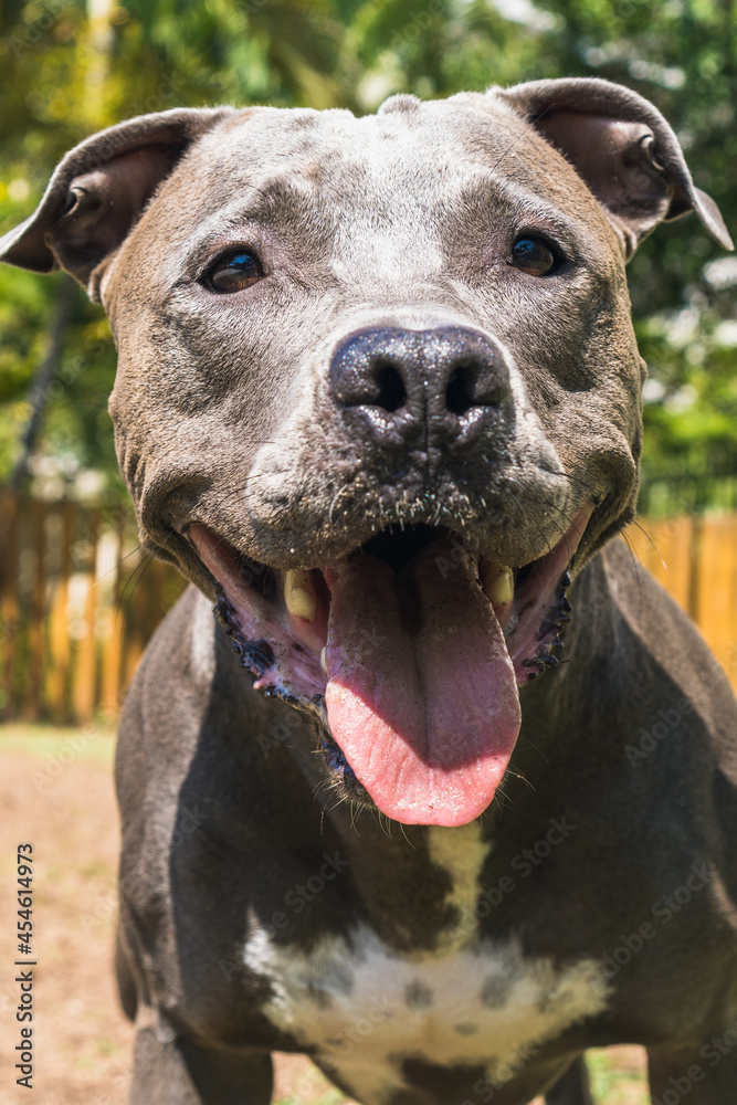 Pit bull dog playing in the park. Green grass, dirt floor and wooden stakes all around. Selective focus.