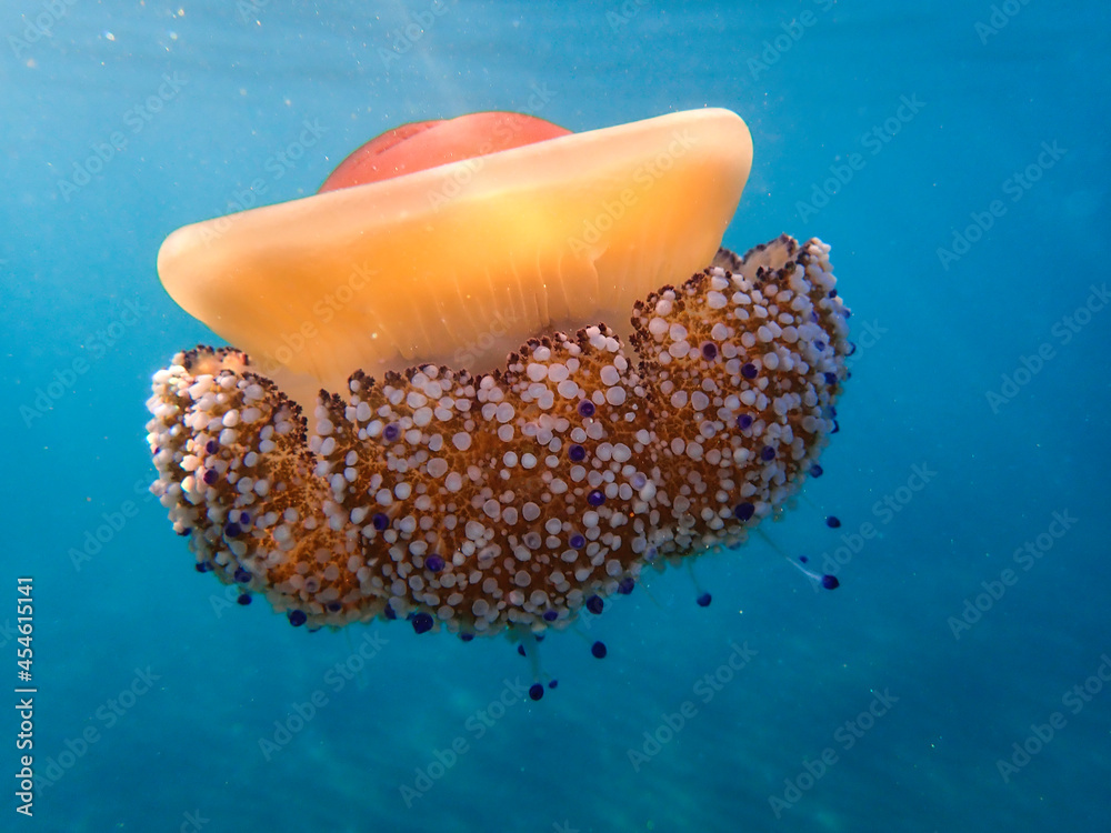 Foto de Jellyfish swimming under water, beautiful vertebrates in the