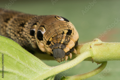 The front part of an Elephant Hawkmoth caterpillar, Deilephila elpenor. photo