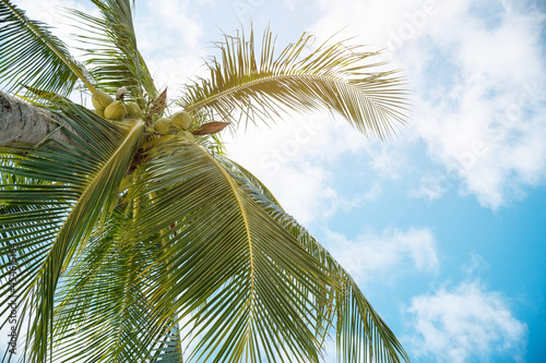 Palm trees on the beach.Coconut trees on sun light and clouds background