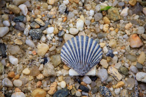 Seashell on a rocky beach near the ocean