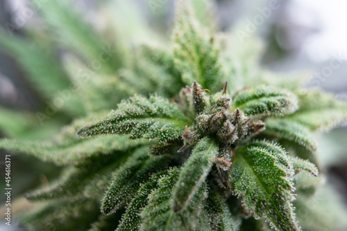 Cuadro en lienzo Cannabis trichomes close-up marijuana