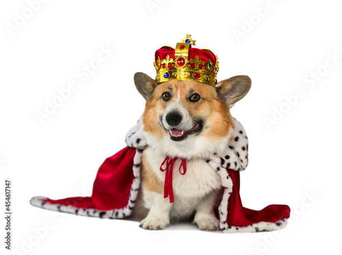 portrait of a corgi dog in the red robe of the king and the precious golden i...