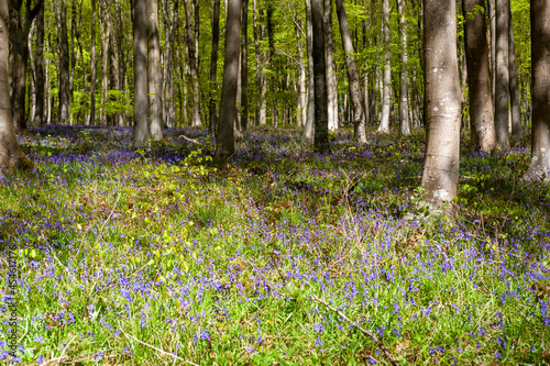 Fototapeta Naklejka Na Ścianę i Meble -  A carpet of bluebells (Hyacinthoides non-scripta) beneath beech trees (Fagus sylvatica) in new Spring leaf, Wildhams Wood, Stoughton, West Sussex, UK