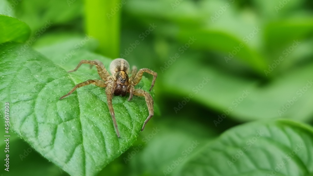 spider on a leaf spider on a leaf
