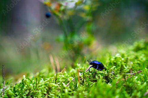 Żuk gnojarz spaceruje po zielonym mchu. 