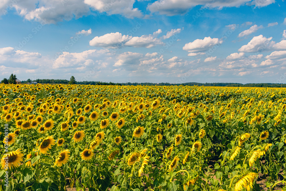 Field of blooming sunflowers on a background sky in Belarus Field of blooming sunflowers on a background sky in Belarus