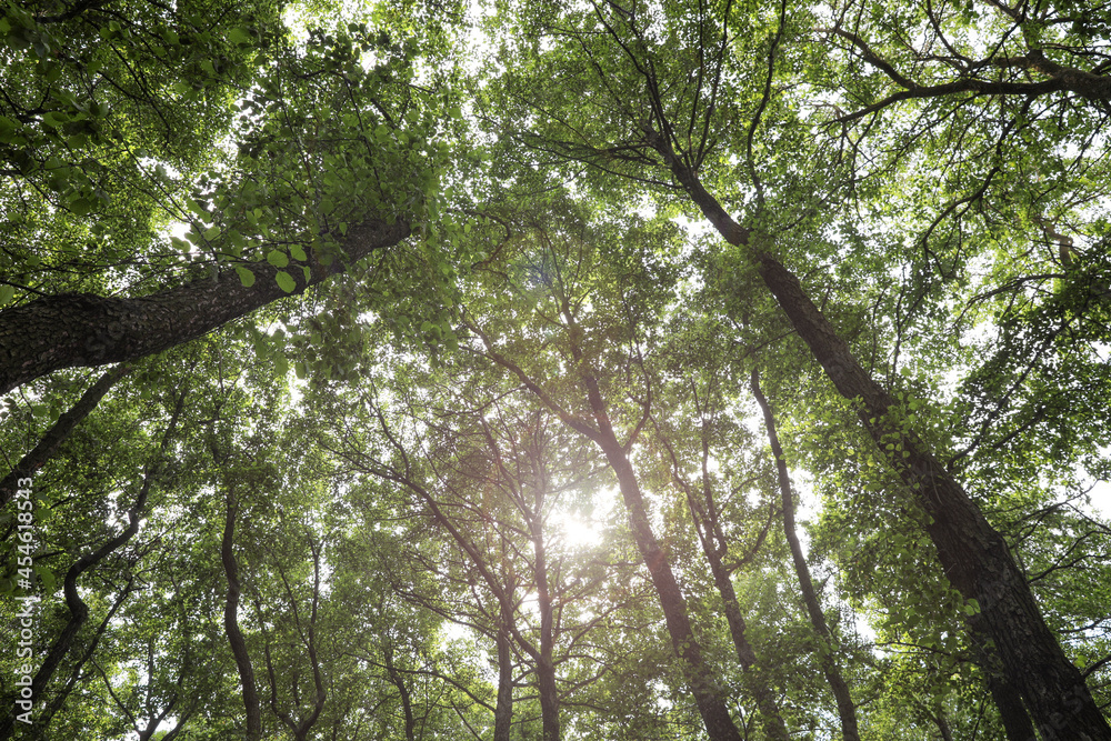 Fototapeta premium Trees with green leaves in forest, low angle view