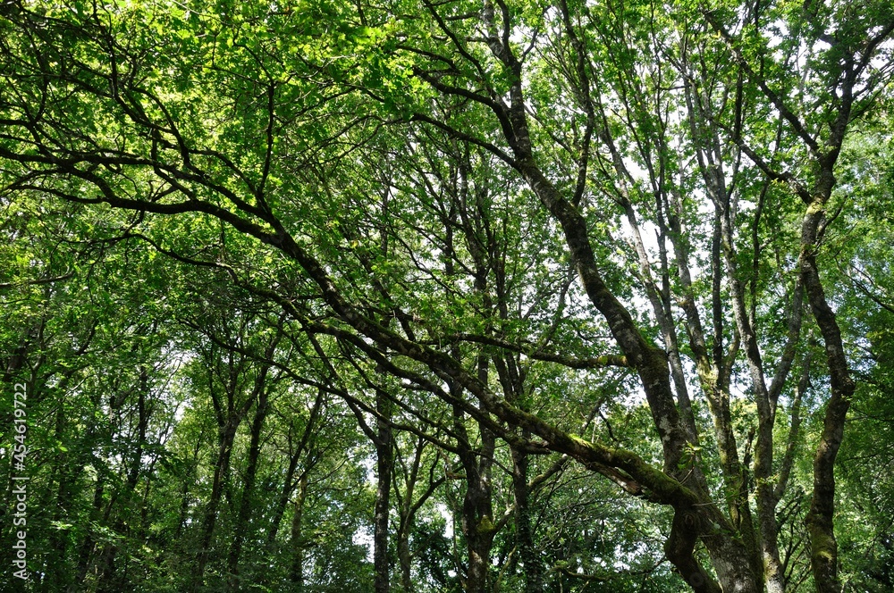 Trees at summer in France Trees at summer in France