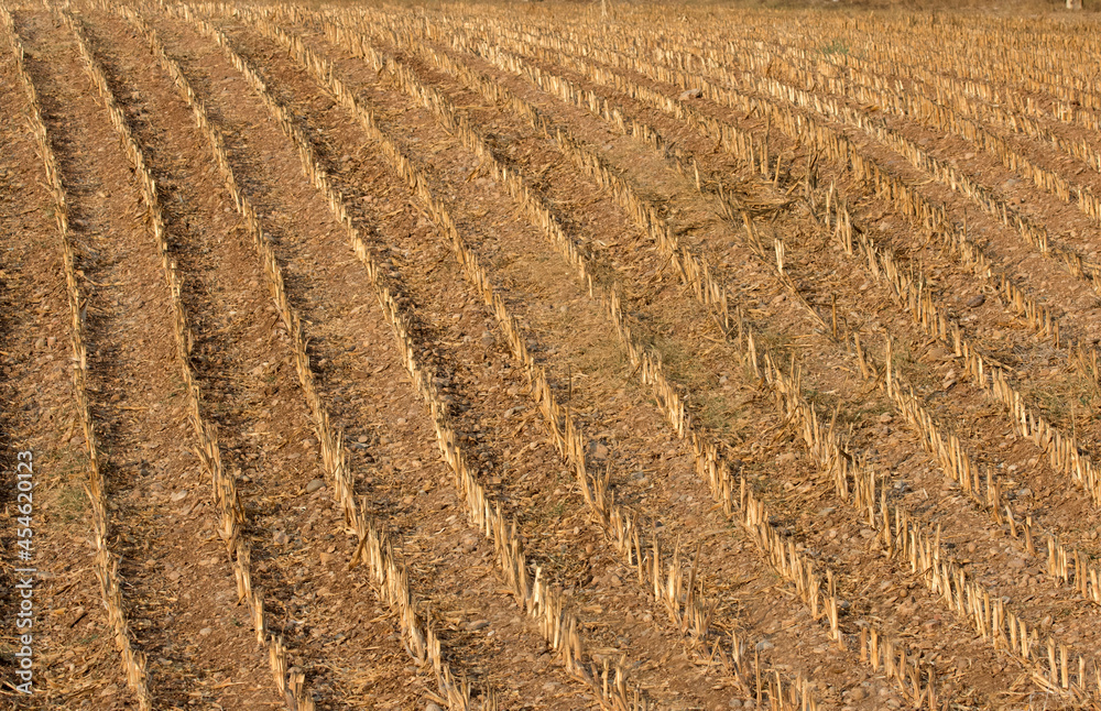 Stubs in a maize field after harvesting Stubs in a maize field after harvesting