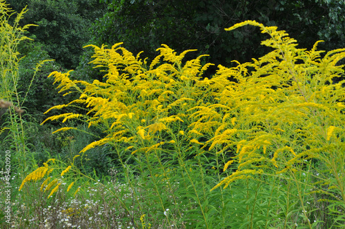 Solidago canadensis blooms in nature photo