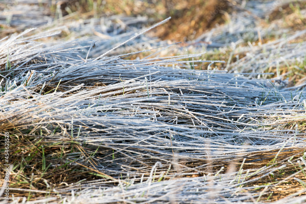 Frost in a field in early morning
