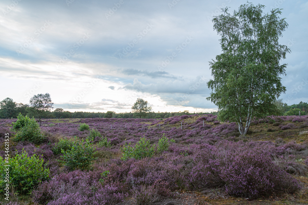 Heather landscape in bloom with a birch in the foreground. Heather landscape in bloom with a birch in the foreground.
