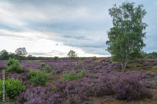 Heather landscape in bloom with a birch in the foreground.