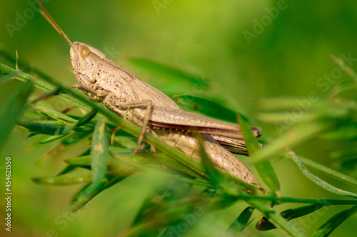 One large brown grasshopper (locust) sits on a green blade of grass on a clear sunny day.