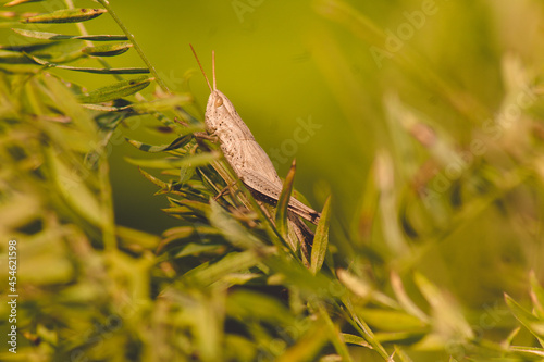 One large brown grasshopper  locust  sits on a green blade of grass on a clear sunny day.