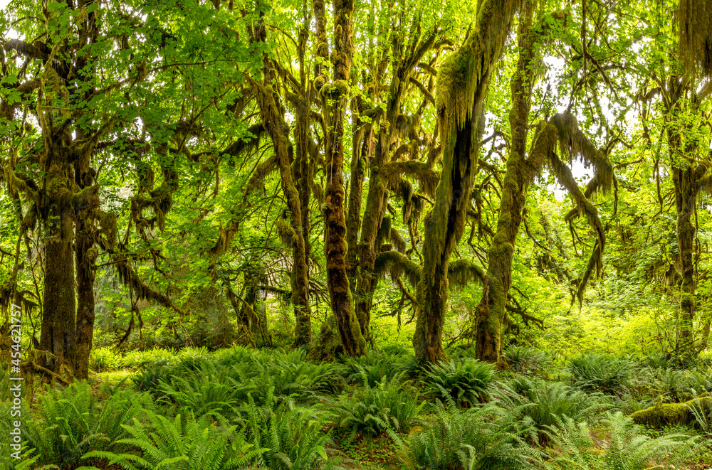 The Hall of Mosses in the Hoh rainforest, Olympic National Park, Washington