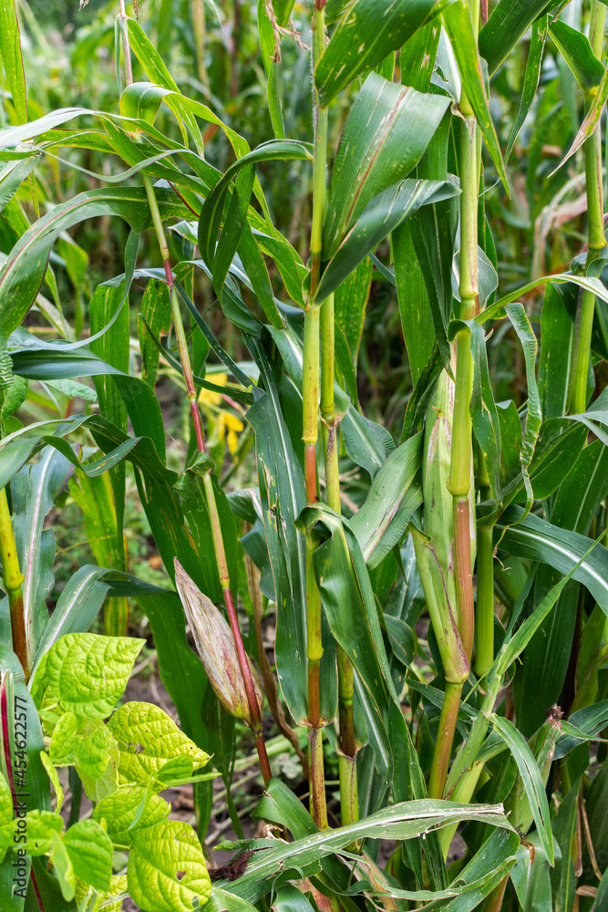 Tall corn stalks with young ears in the garden, fresh vegetables Tall corn stalks with young ears in the garden, fresh vegetables
