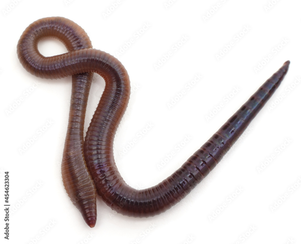 One slippery worm. One slippery worm.