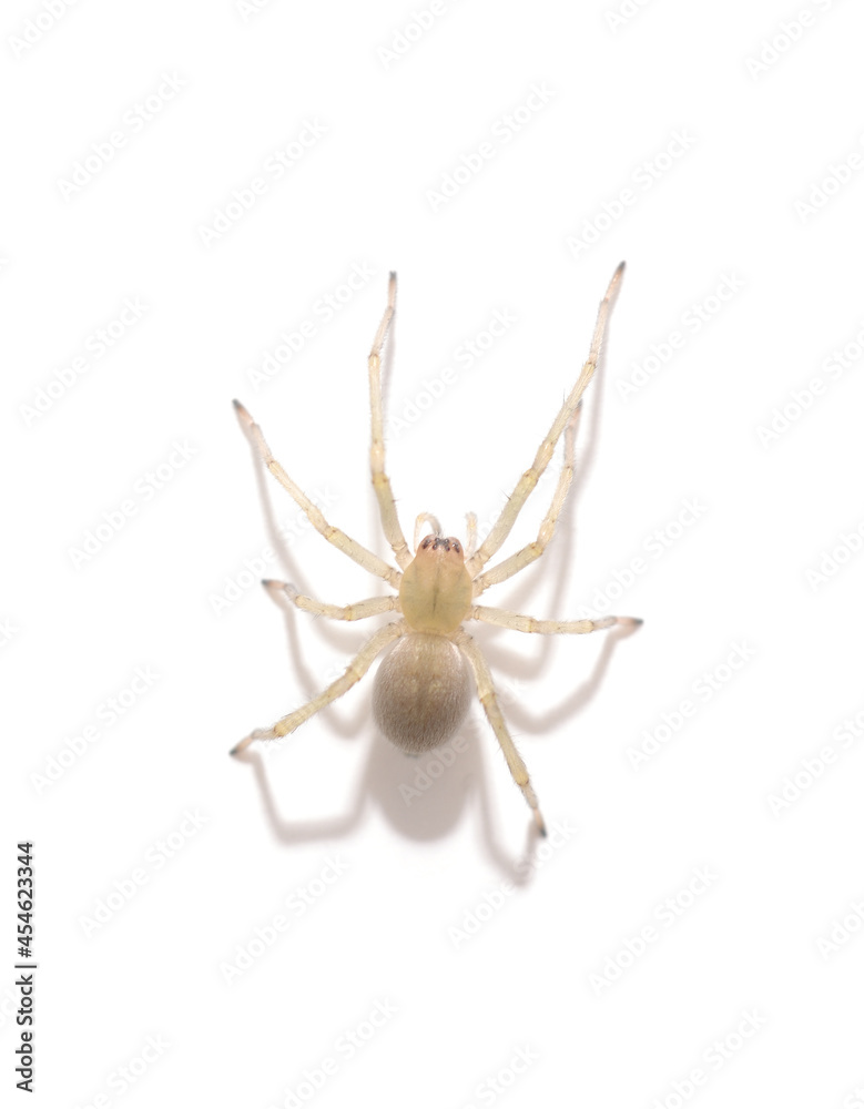 One yellow spider. One yellow spider.