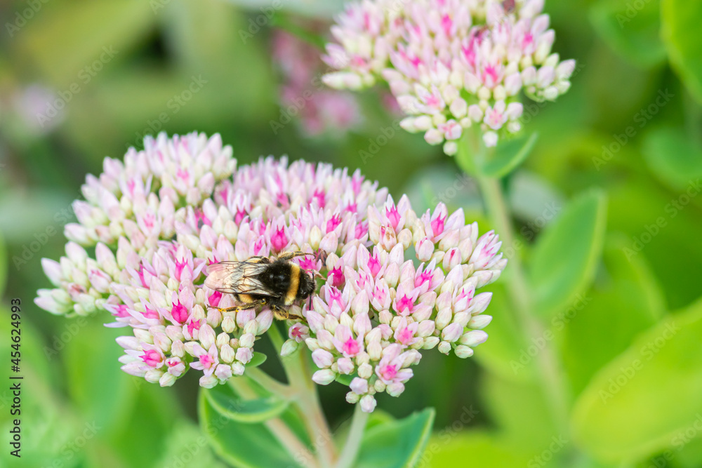 A beautiful stonecrop inflorescence and a bumblebee that fell asleep on it. Sedum (Lat: Hylotelephium spectabile). Bumblebee on a flower. Selective focus. A beautiful stonecrop inflorescence and a bumblebee that fell asleep on it. Sedum (Lat: Hylotelephium spectabile). Bumblebee on a flower. Selective focus.