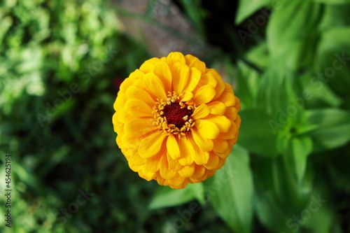 beautiful orange zinnia flower blooming in garden