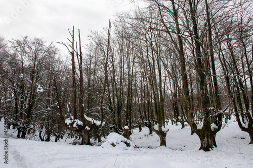 otzarreta beech forest in the snowy mountains of Vizcaya on a winter day